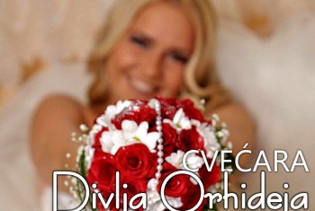 Cvećara Divlja Orhideja
