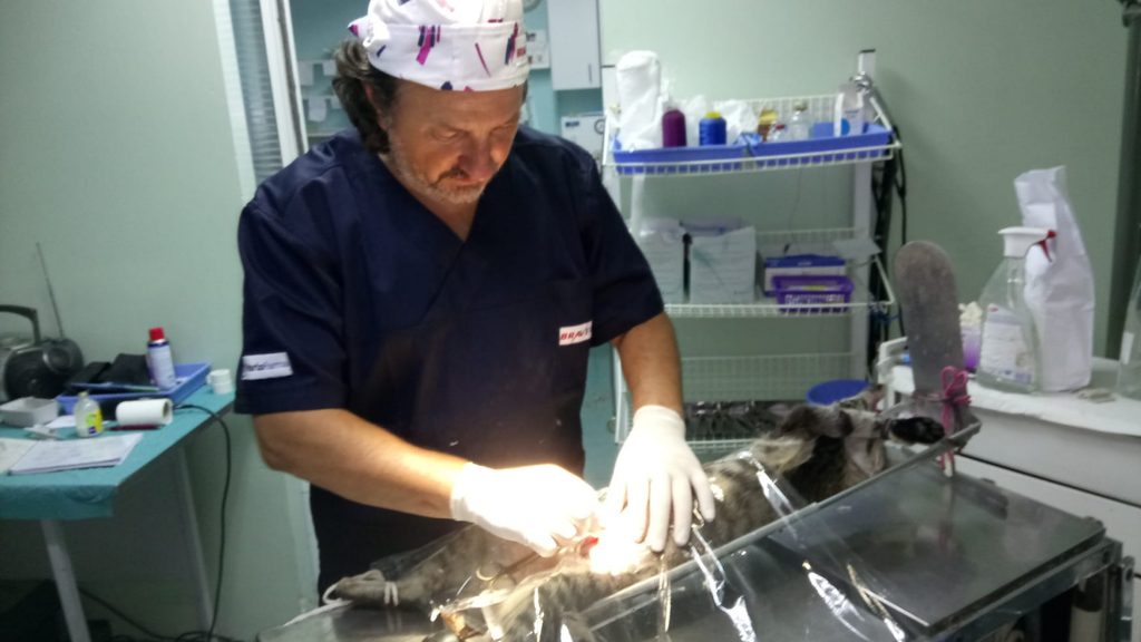 Veterinarska ambulanta SemperaVet Bezanijska Kosa