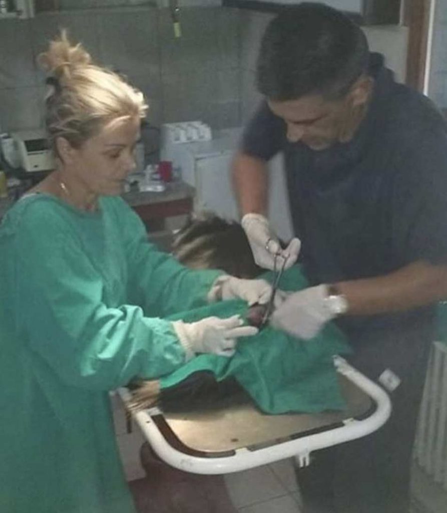 Veterinarska ambulanta Dr Vet Beograd