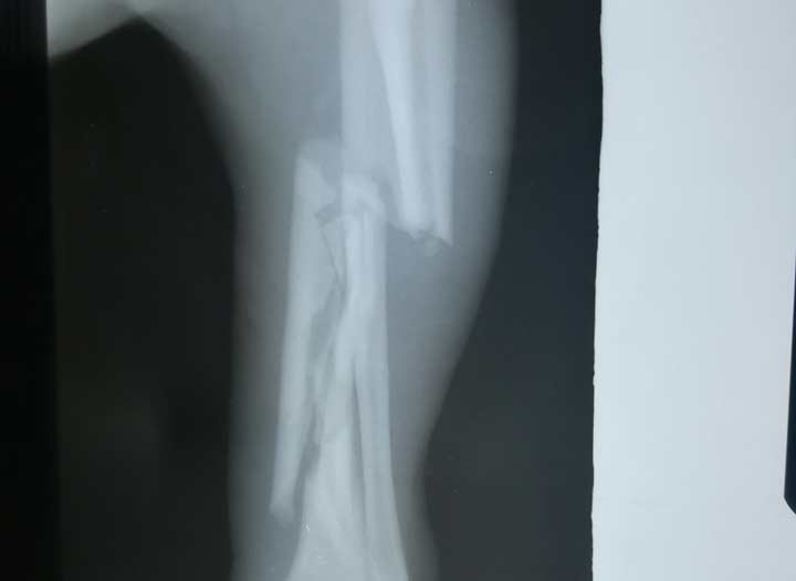 Veterinarska stanica Lazarevic Beograd - Rendgen