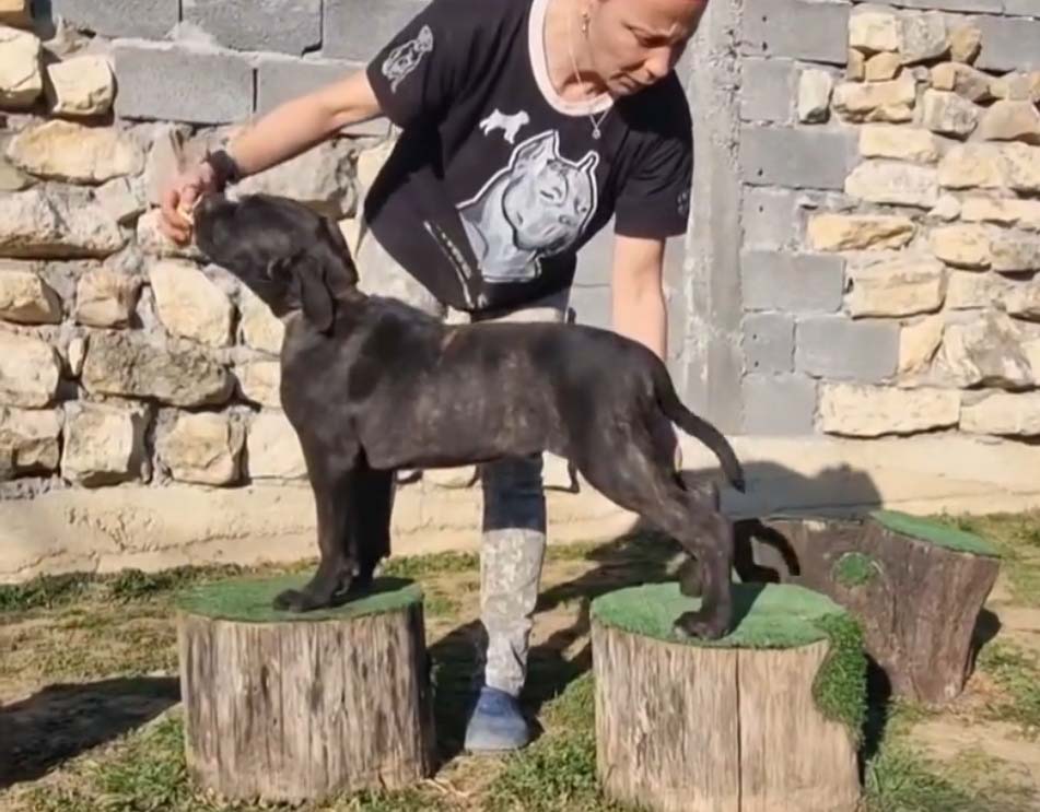 Odgajivačnica i pansion za pse Keeper Silver Gate