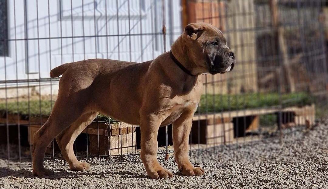 Odgajivačnica i pansion za pse Keeper Silver Gate