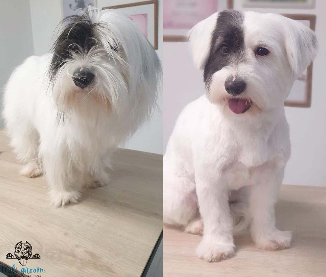 Salon za kućne ljubimce Mili Groom