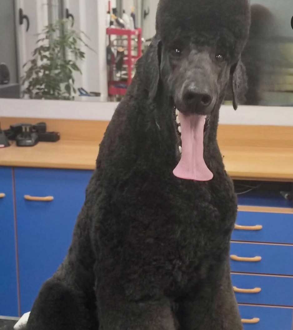 Salon za kućne ljubimce Hogar