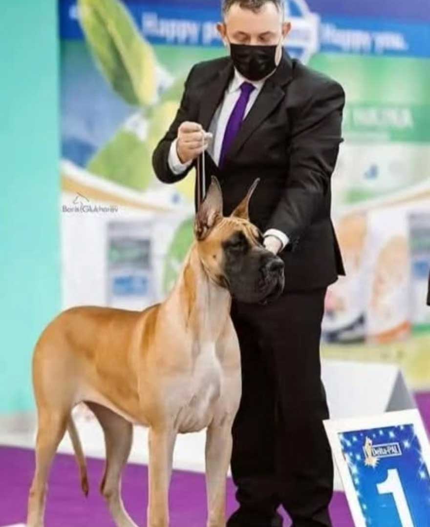 Salon za kućne ljubimce Hogar
