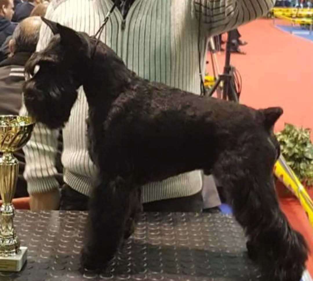 Salon za kućne ljubimce Hogar