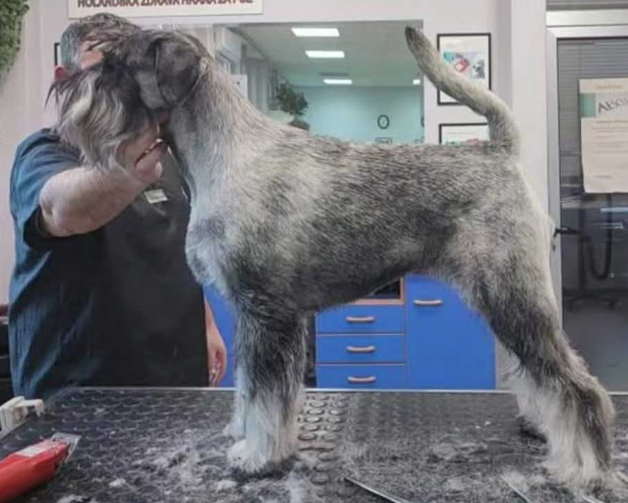 Salon za kućne ljubimce Hogar