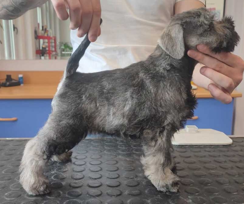 Salon za kućne ljubimce Hogar
