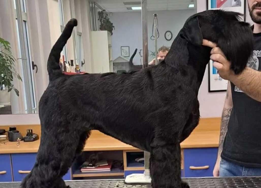 Salon za kućne ljubimce Hogar