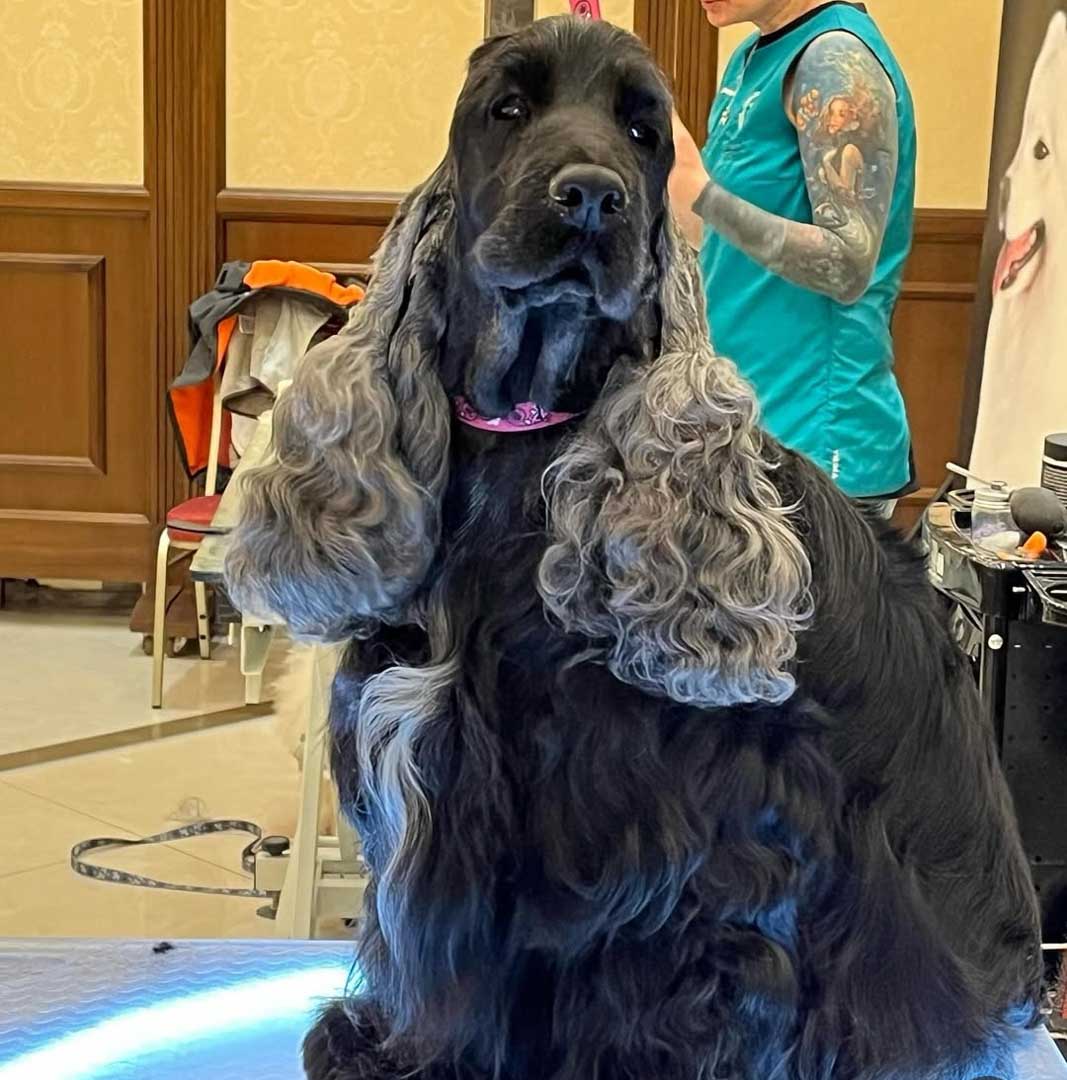 Salon za kućne ljubimce Hogar