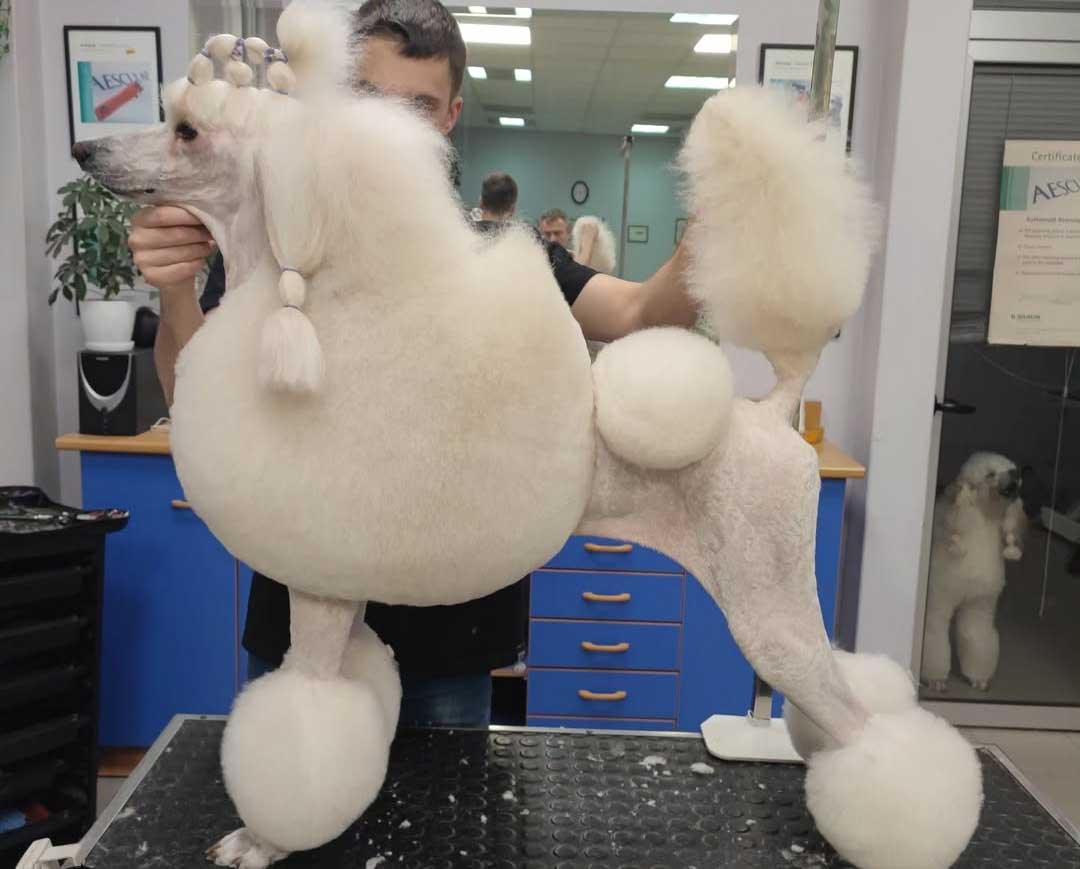 Salon za kućne ljubimce Hogar